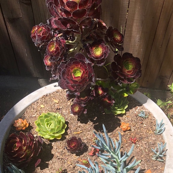 Purple and green aeonium succulent - Picture 2 of 2